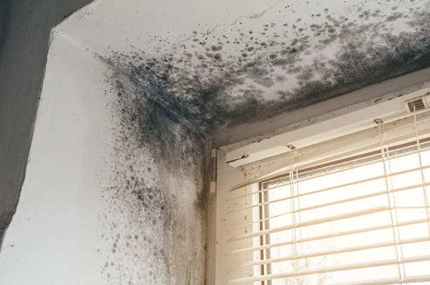 Affordable Bathroom Mold Removal solutions in Rebuck, PA